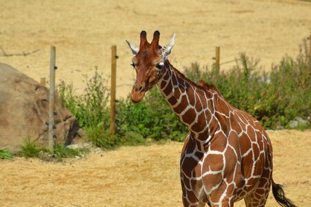 Zoo animal
