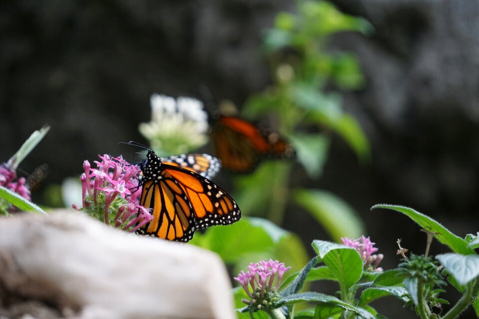 Butterfly monarch nature