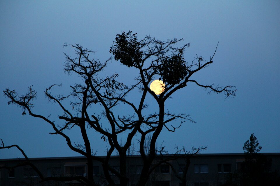 Dike abendstimmung bare tree