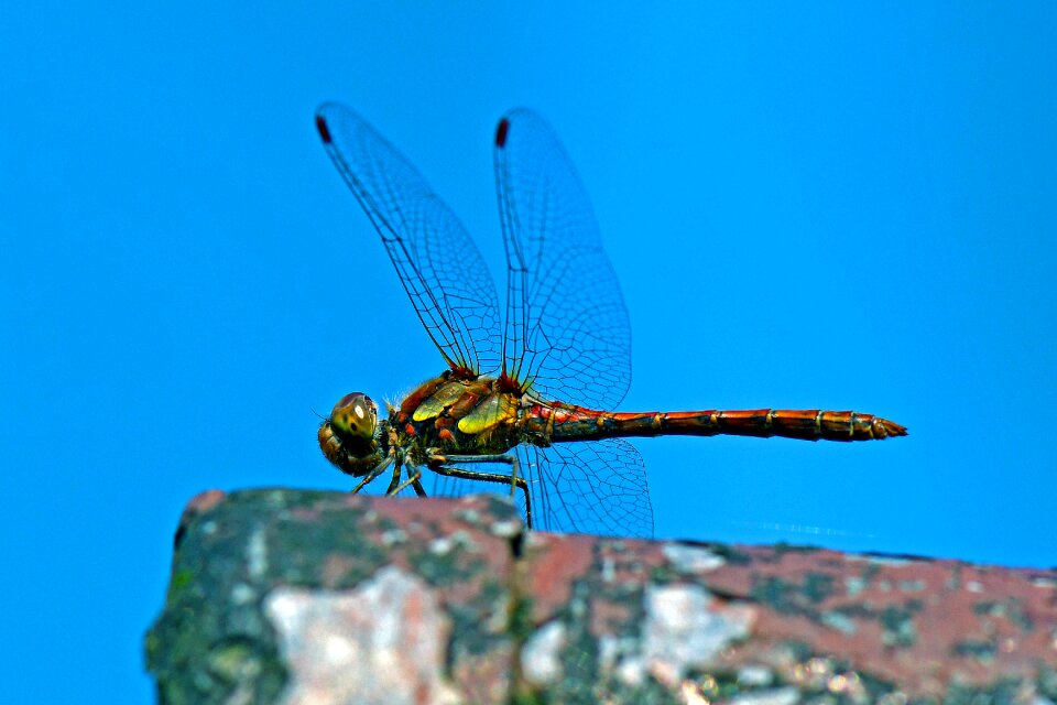 Flight insect dragonflies odonata