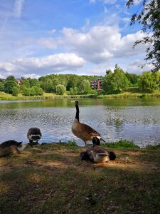 Lake nature