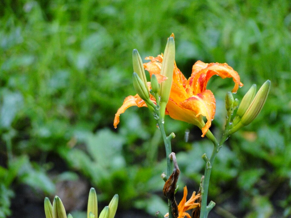 Flower water bloom