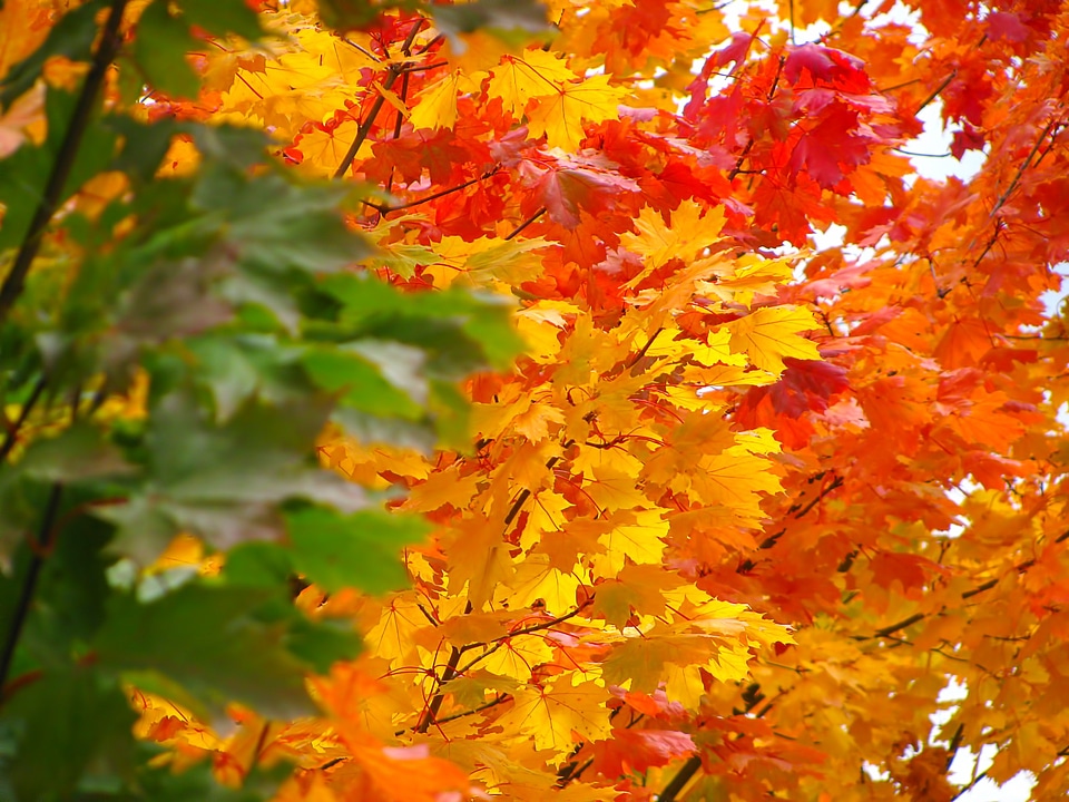 Season tree nature