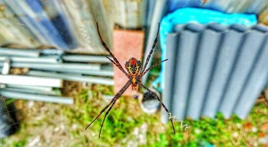 John silk spider beautiful poisonous