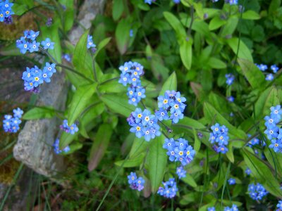Blue summer nature
