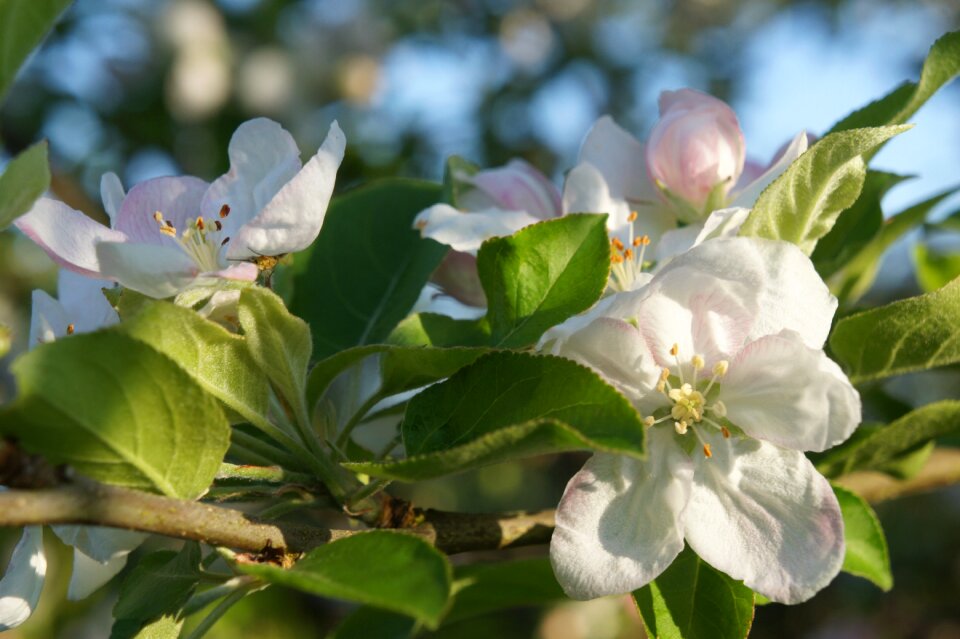 Spring fruit tree blossoming apple blossom