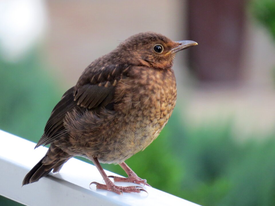 Bird young nature plumage