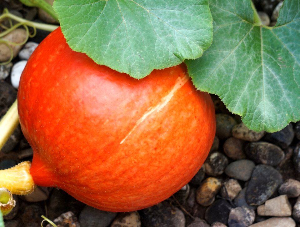 Autumn bio harvest