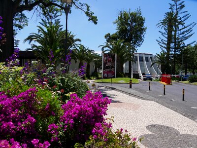 Portugal sky blossom photo