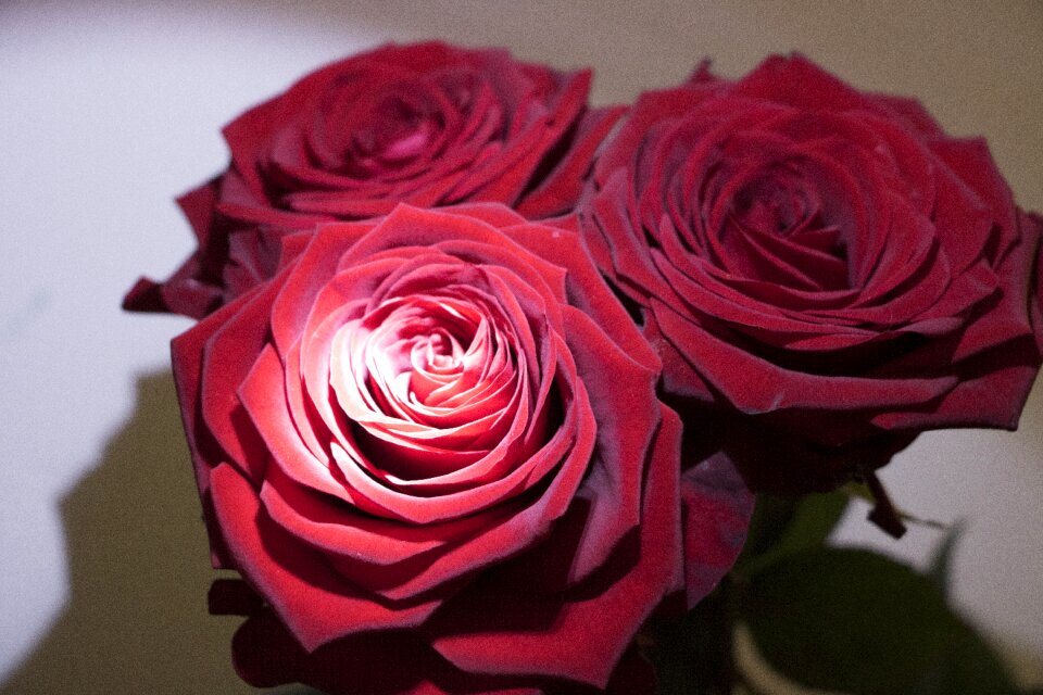 Bloom plant romantic