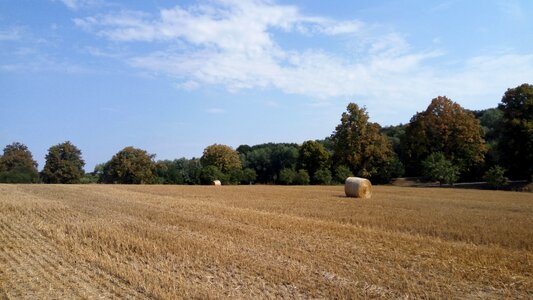 Summer trees meadow
