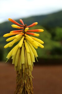Summer spring yellow