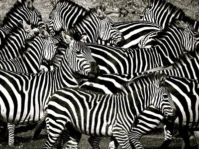 Animals mammals nature