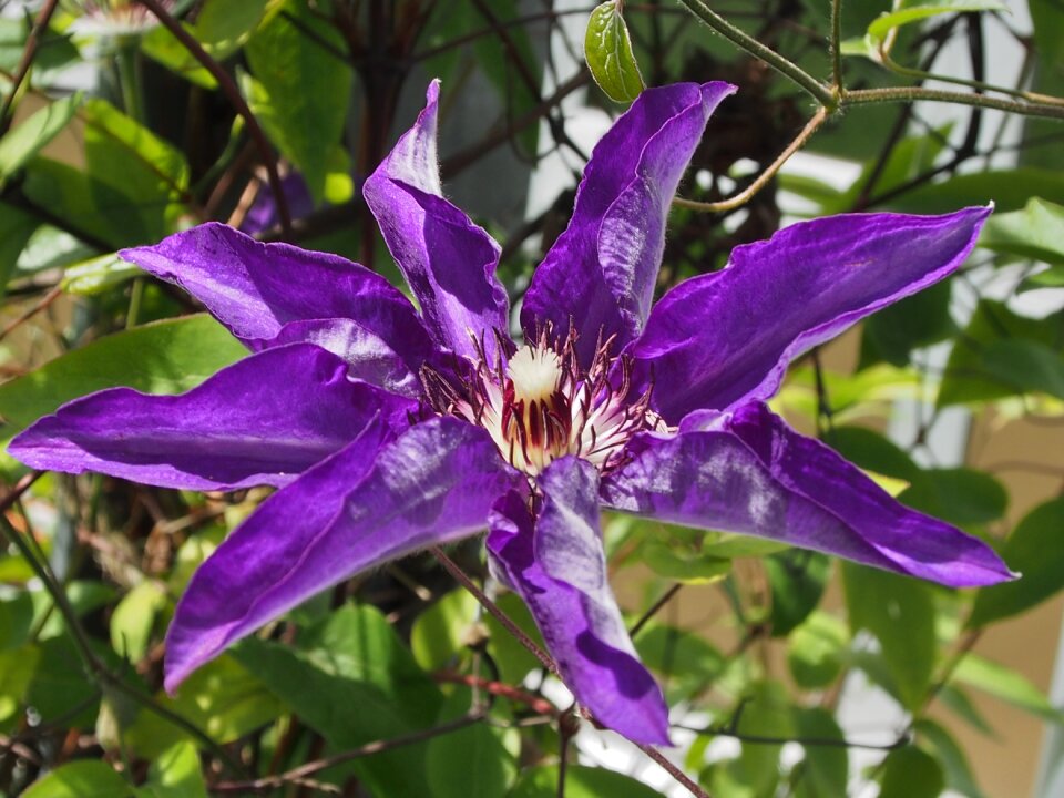 Close up summer climber plant