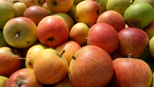 Fruit fruits harvest