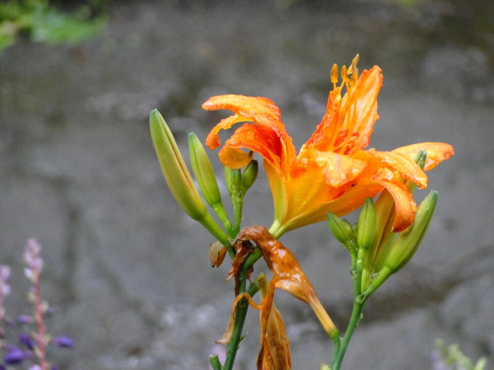 Flower water bloom