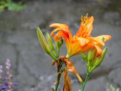 Flower water bloom