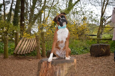 Boxer dog pet