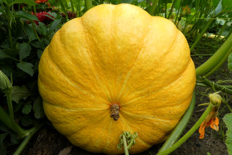 Autumn decoration food