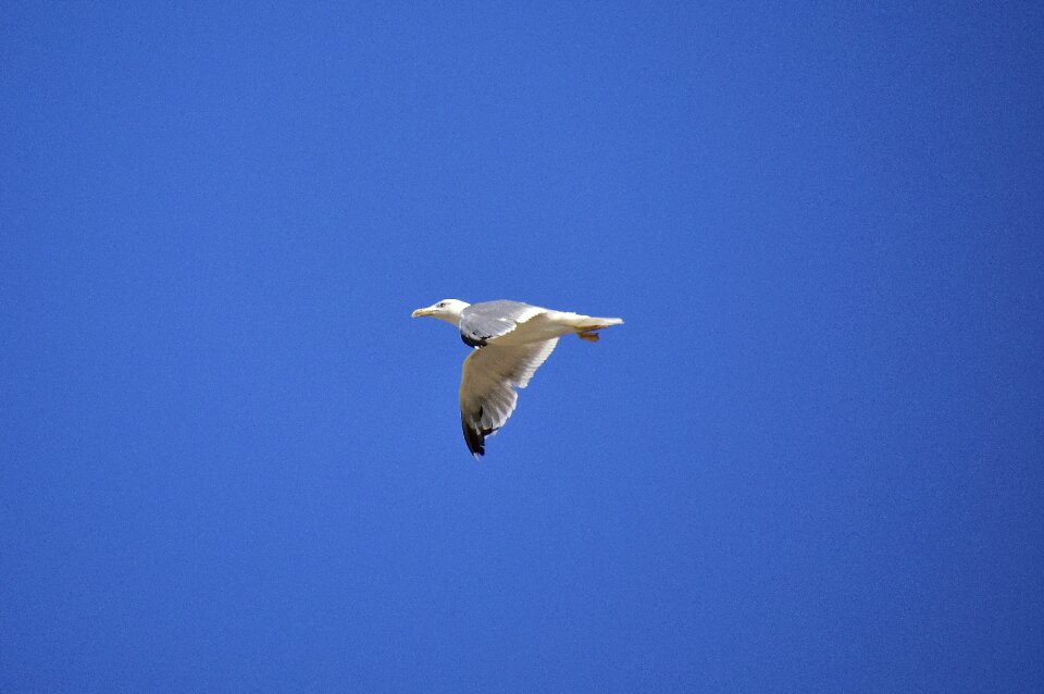 Animals nature flight