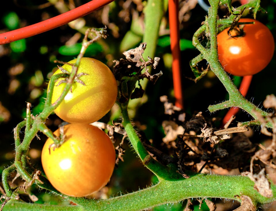 Red vegetables food