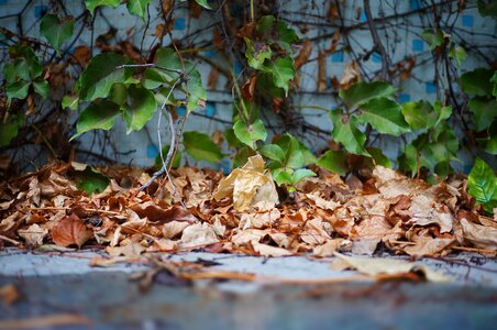 Green leaf dead leaves wither photo