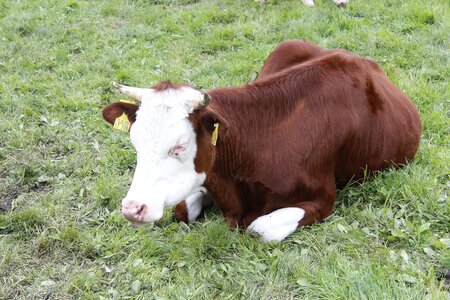 Cow beef pasture photo