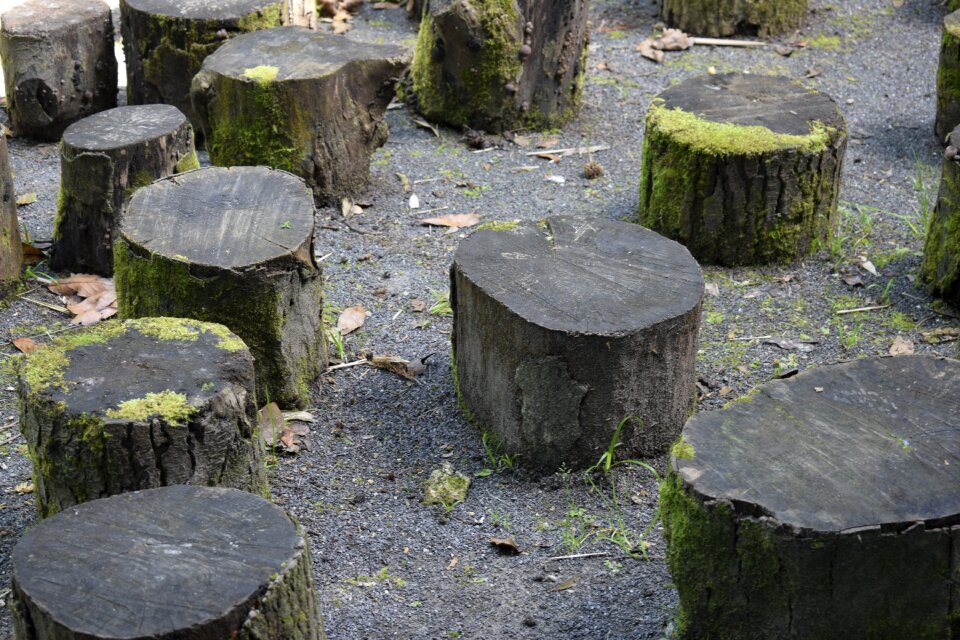 Landscape nature wood
