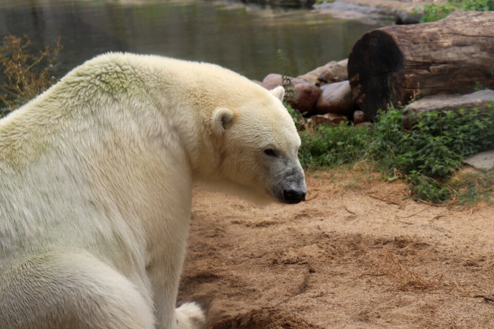 Bear animal world white