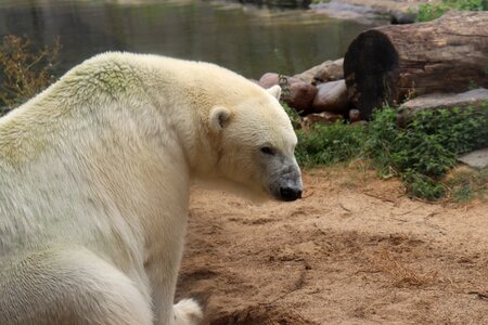 Bear animal world white