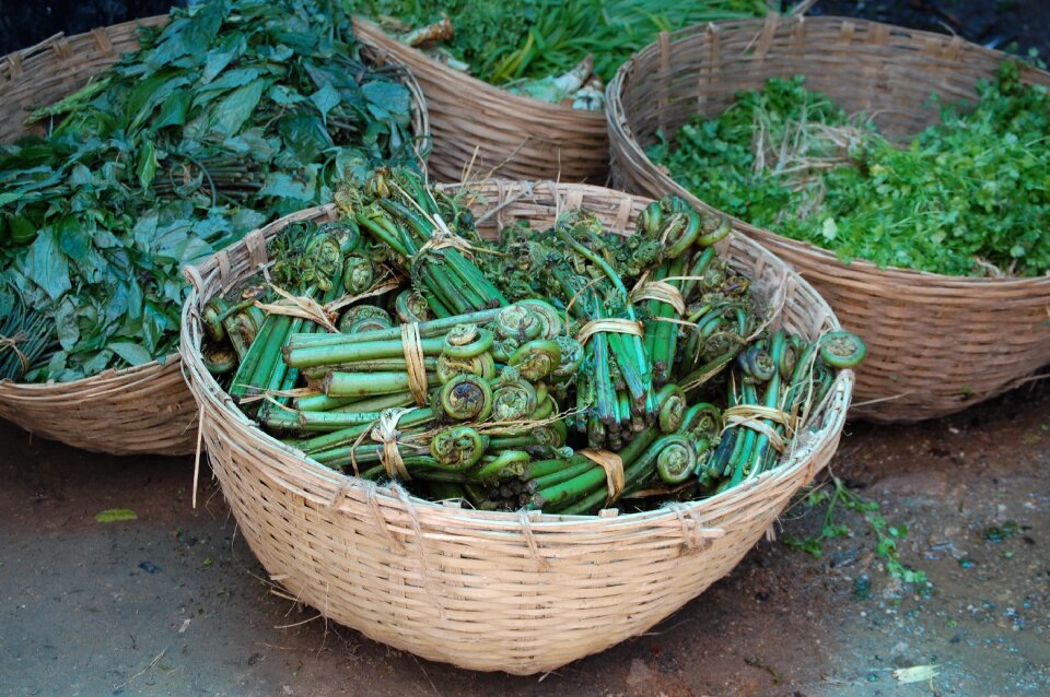 Fiddlehead ferns organic