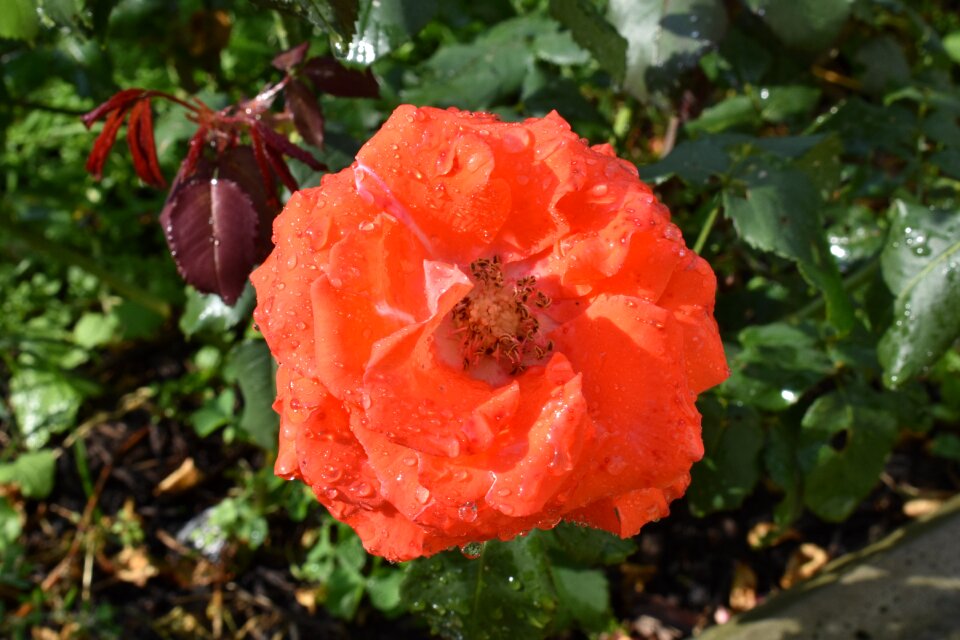 Rain flower flowers