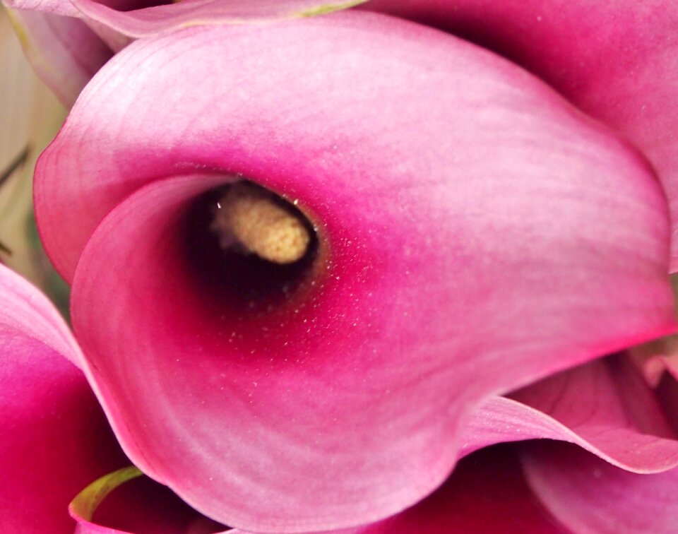 Violet close up single flower photo