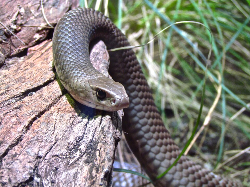 Reptile wild predator