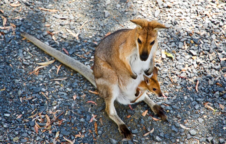 Australia marsupial joey