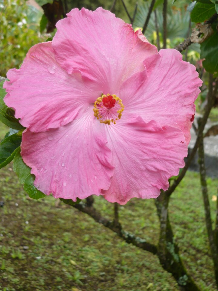 Flowers martinique ballata