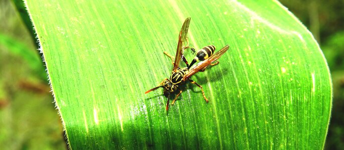 Wasp sting armenia