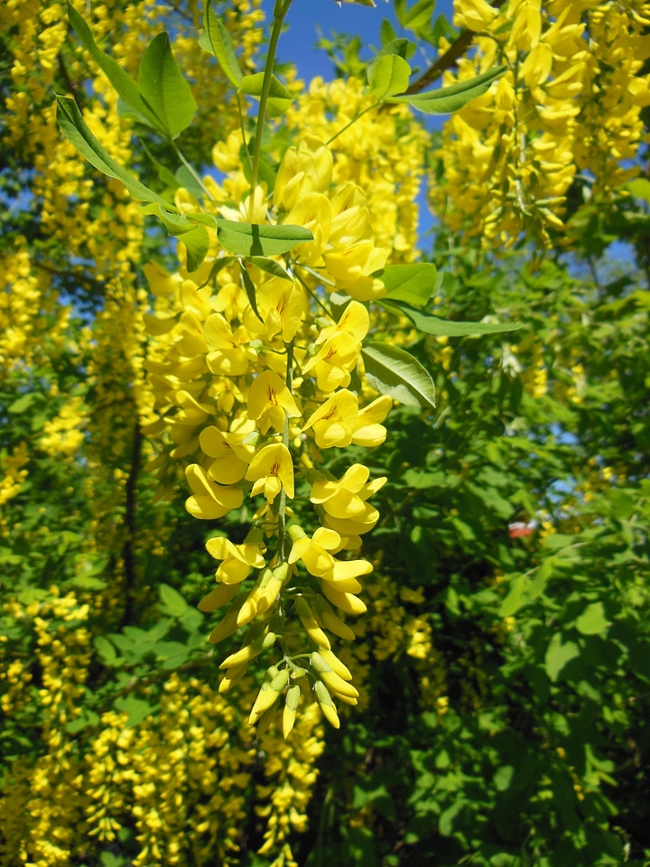 Golden rain shrub small tree