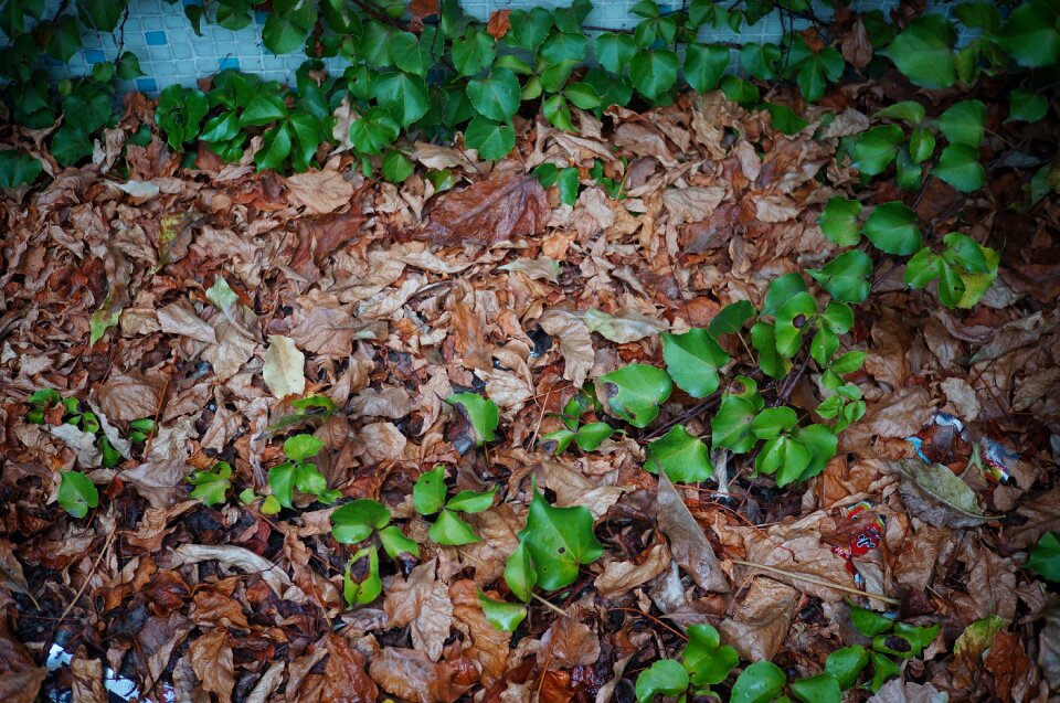 Green leaf dead leaves wither
