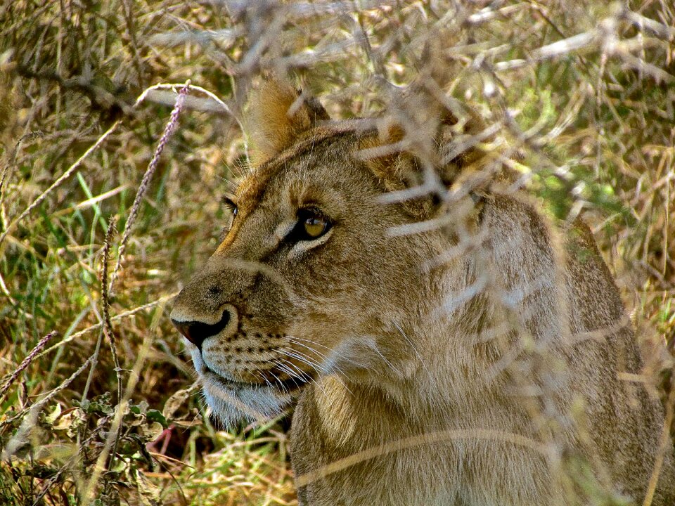 Africa nature predator