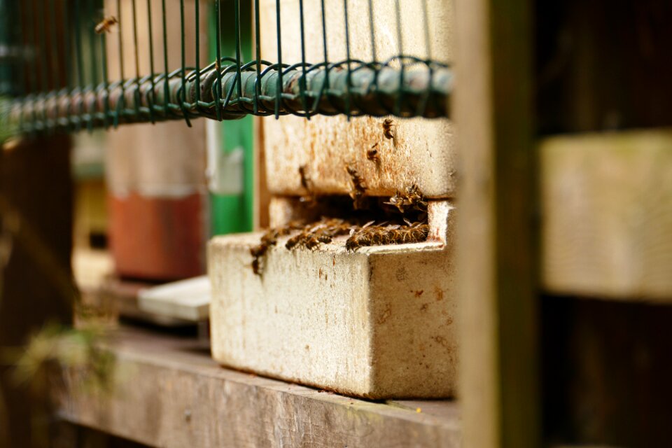 Beekeeping bee keeping honey bee
