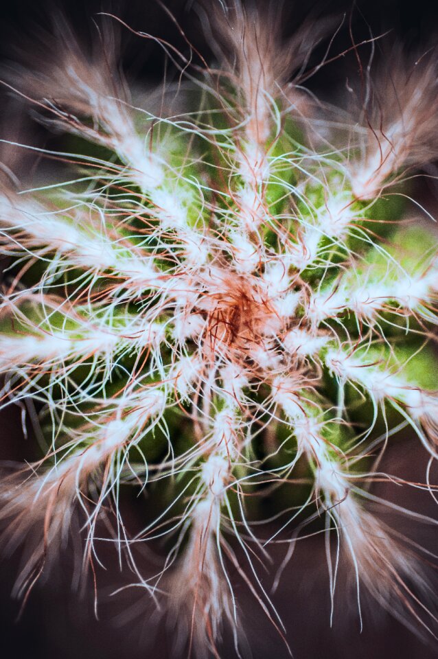 Nature desert plant green