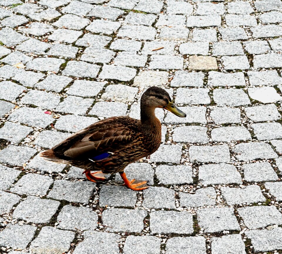 Duck walking duck animal