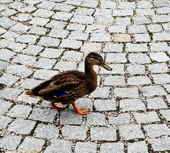 Duck walking duck animal