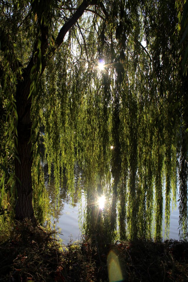 Nature park deciduous