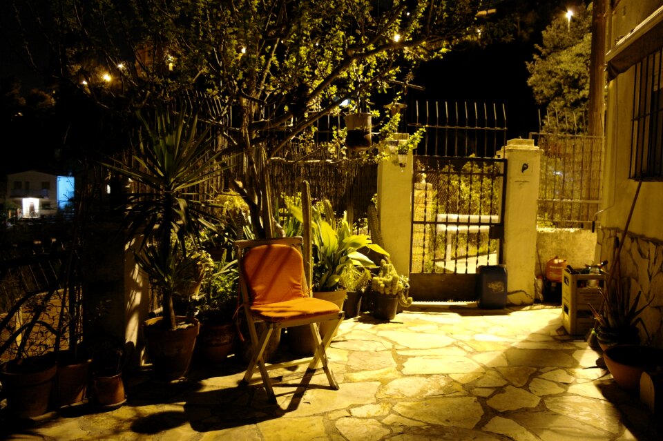 Plants summer garden