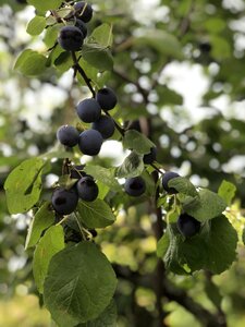 Plums sweet organic
