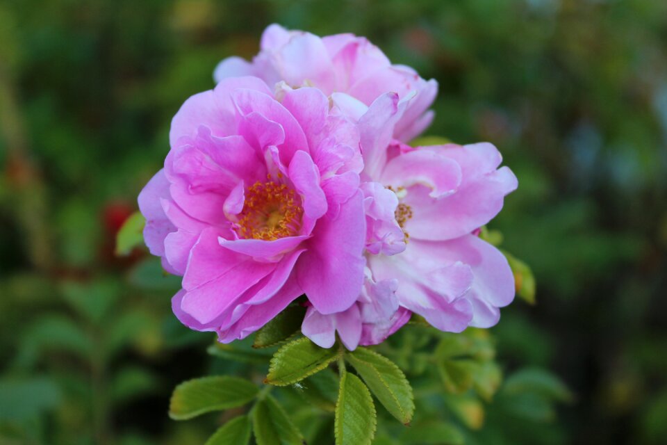 Pink pink flower nature