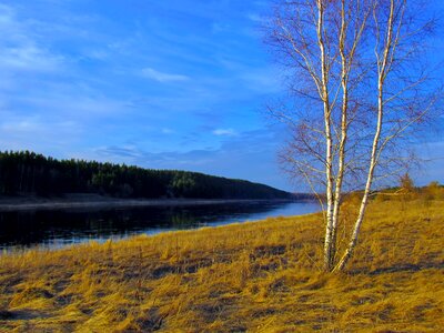 Tree birch field