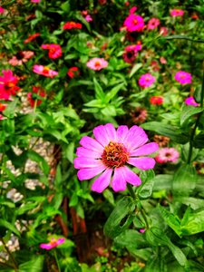 Flower the pink flowers pink flowers